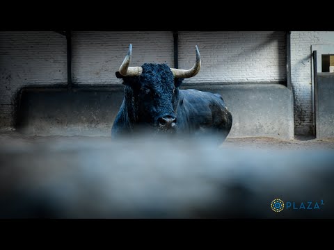 SORTEO | Corrida de toros 8 octubre, Victorino Martín