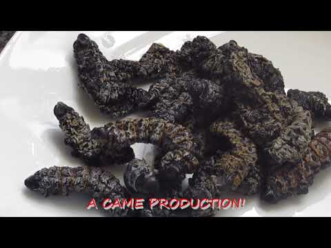 ANOTHER WAY OF COOKING MOPANE WORMS STEW (AMACIMBI, MADORA, PHANE, MASONJA)