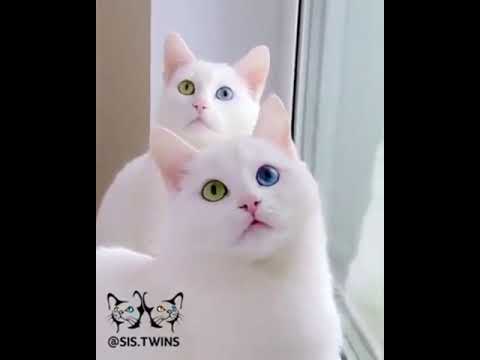 Harika hayvanlar van kedisi