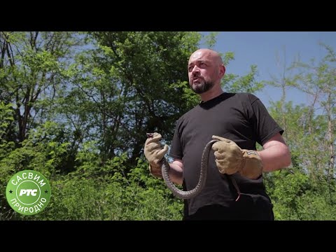 Sasvim prirodno: Divlja Srbija, četvrti deo (Jovan Memedović)