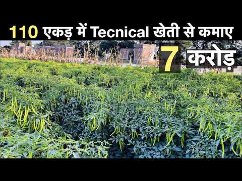 Chilli farming technique with mulching + drip irrigation in India profit  मिर्च की खेती Guava farmin