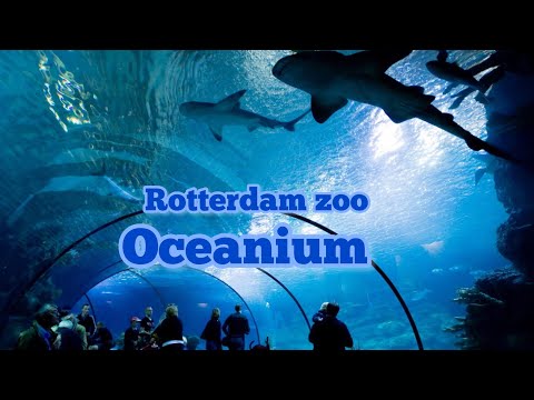 Rotterdam zoo part 1 Oceanium( diergaarde Blijdorp) #rotterdam#zoo#ocean#underwaterworld#fishes#vlog