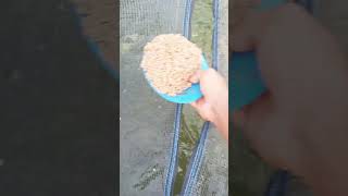 Download lagu Gans Ikan dalam keramba mp3 Download lagu Gans Ikan dalam keramba mp3