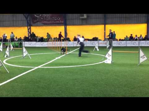 2014 OB Mészáros Petra   Taco agility