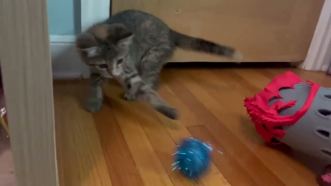 Enlarge Cross Stitch, a Adoptable Domestic Short Hair in St. Paul, MN video 6/6