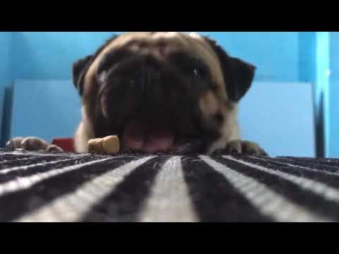 Worlds cutest dog ❤️Alex ..