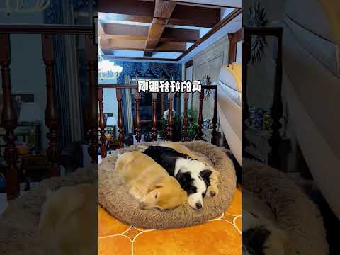 This Dog Refused to Sleep Alone! 🥹🐶❤️