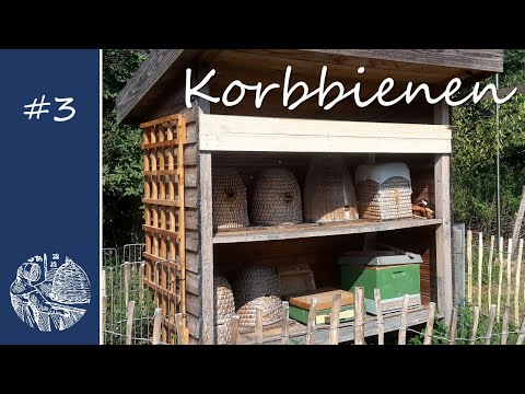 Korbbienen