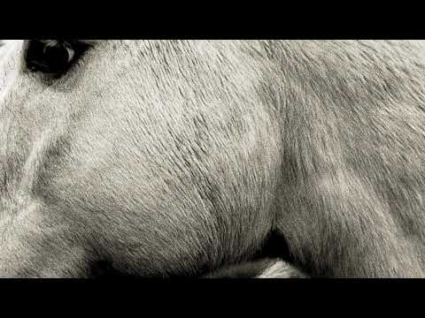 Bonny Light Horseman - The Roving (official audio)