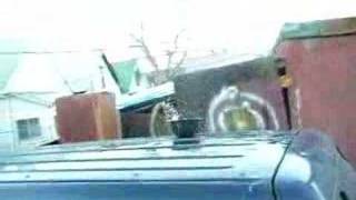 King Kong in the trunk