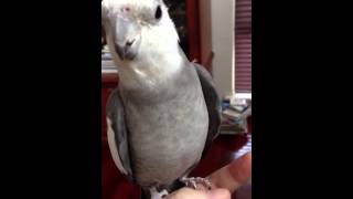Cockatiel singing along to The Living End - Song For the Lonely