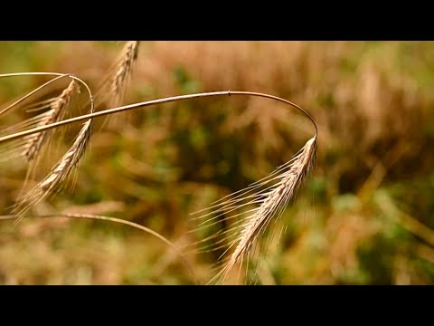 Что может предложить путешественникам Гомельщина видео