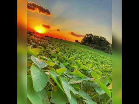 Dj Chris No Beat, loubet - Pegada do Vaqueiro