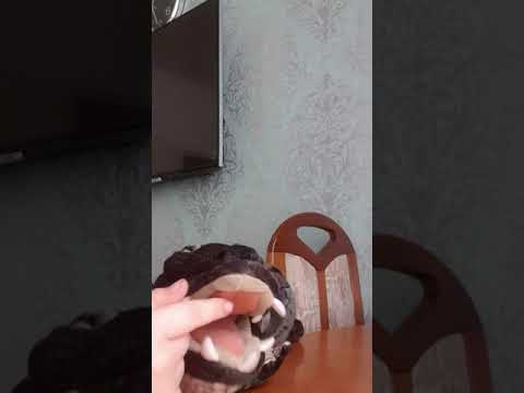 ameracen alligator facts!