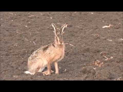 Hare Hunting - Best of