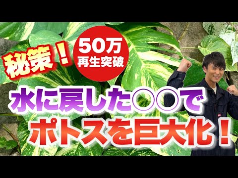 園芸 巨大ウマノスズクサ