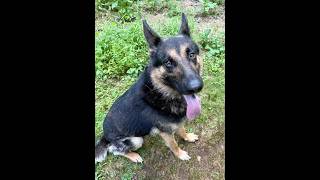 Video preview image #1 German Shepherd Dog Puppy For Sale in Cranford, NJ, USA