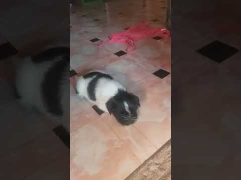 Stella,Chacha and Paquito