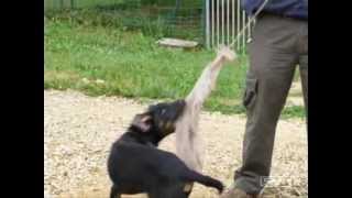 HARPER DU PERIGORD NOIR ET FEU 1.wmv