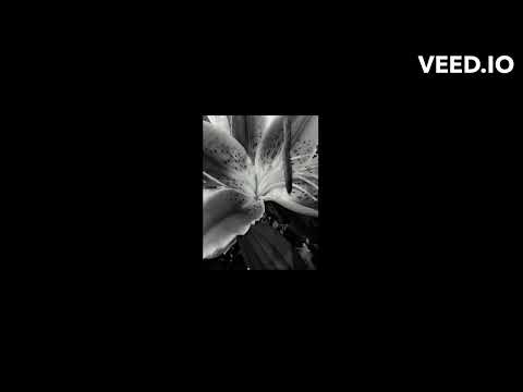 Snap Groove - By James Fisher