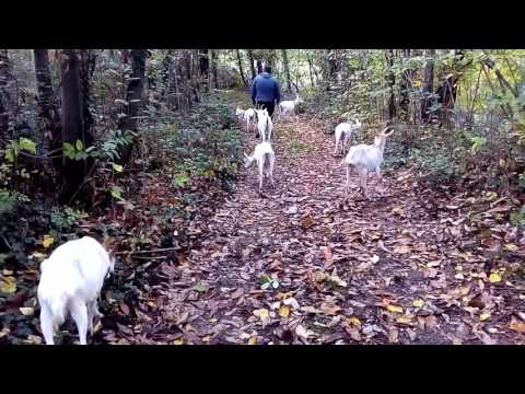 Nel bosco di Colle San Martino