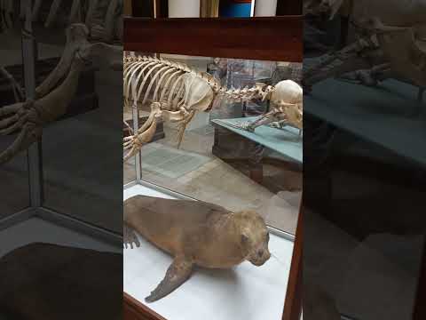 ¡ ESQUELETOS DE LOBOS MARINOS, FOCAS, TORTUGAS!!! MUSEO DE LA PLATA, BUENOS AIRES ARGENTINA !!!