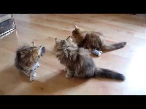 Ufara, Ulla and Uriella 3 months 10 3 2015