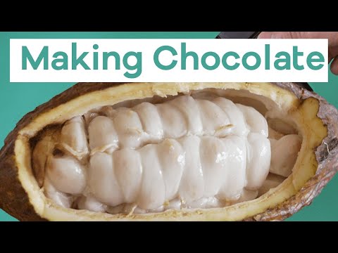 Making Chocolate is a little more gross than you may expect...