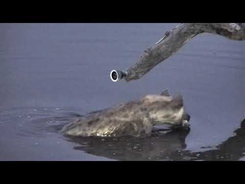 Djuma: Lone Hyena enjoys a dip in the pan to cool off - 18:04 - 09/28/18