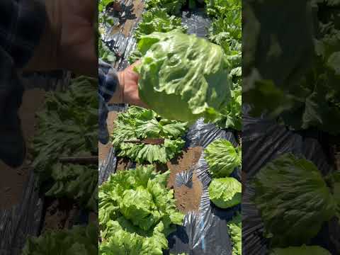 アイスバーグレタス 植物