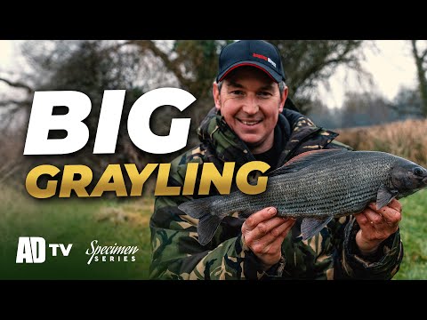 Catching A MASSIVE Test Grayling! Specimen Series - Grayling Fishing