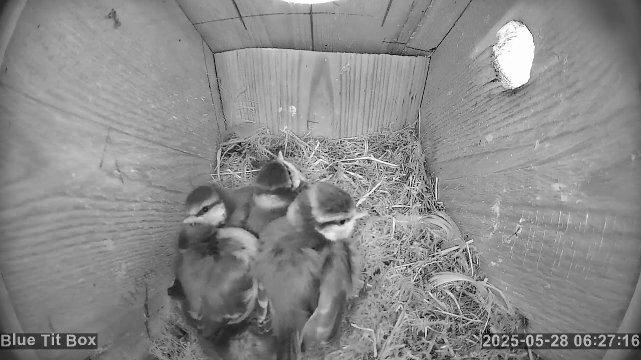 Aberdeen Bird Camera 2025 Live Stream