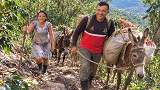 FOMOS APANHAR CAFÉ NA CINTA DA SERRA GRANDE NO CEARÁ