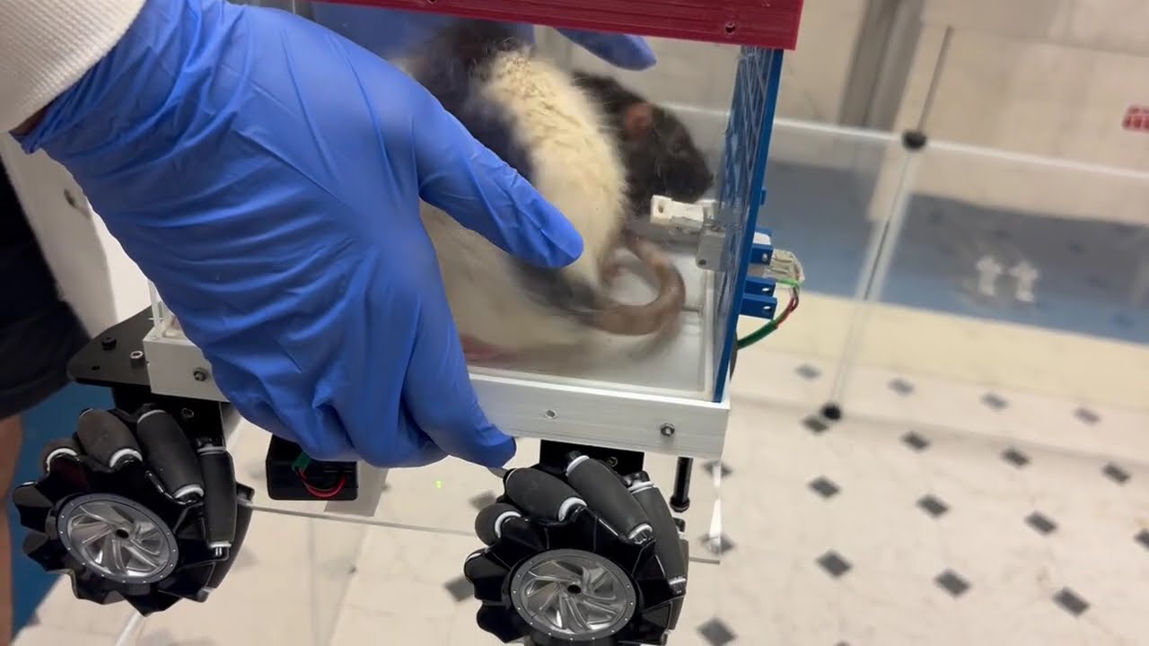 Rats revving the engine - YouTube