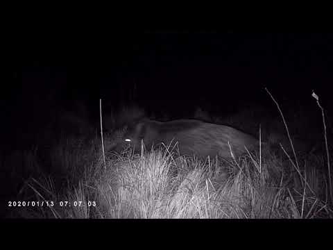 Filmiki z lasu  Dziki