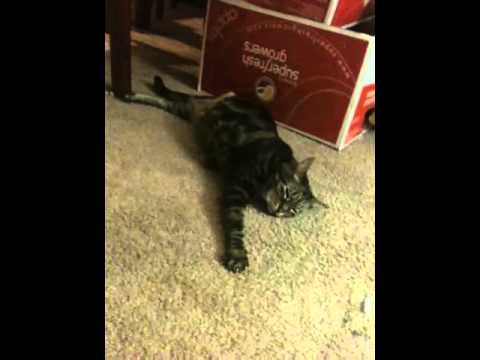 The devil meets Zamira