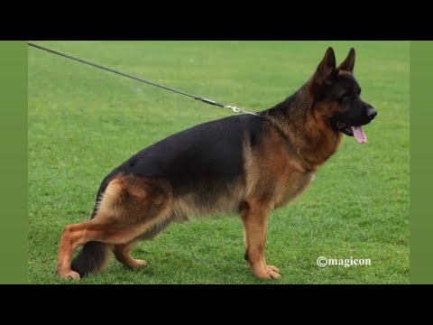 VA3 Bszs Quantum Von Schonen Rosen SH Male 🏆 #bszs 2022