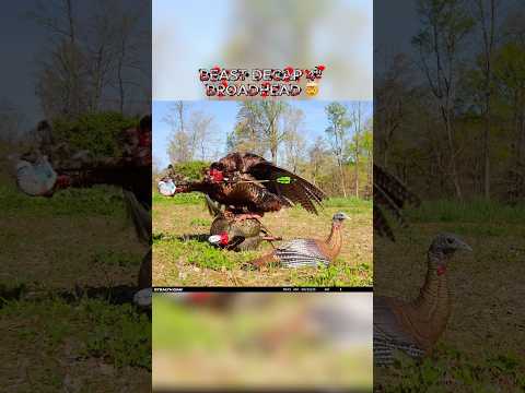 4” BEAST Broadhead turkey Decap doing work!! Great work  @outdoorxmedia 🤯👀👀