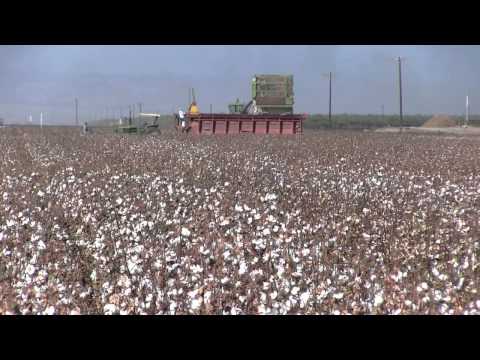 San Joaquin Valley Cotton Crop 2011