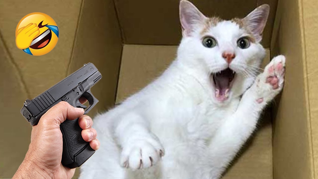 Funniest animals will make your mood better 😂