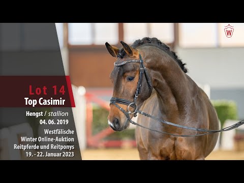 Winter Online-Auktion Lot 14 Top Casimir Hengst v. Top Champion - Top Vidal
