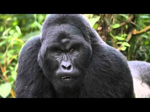 Angry Gorilla - After Effects CC Distort