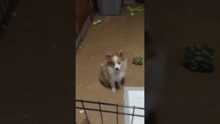 Video preview image #2 Yorkshire Terrier Puppy For Sale in DECATUR, GA, USA