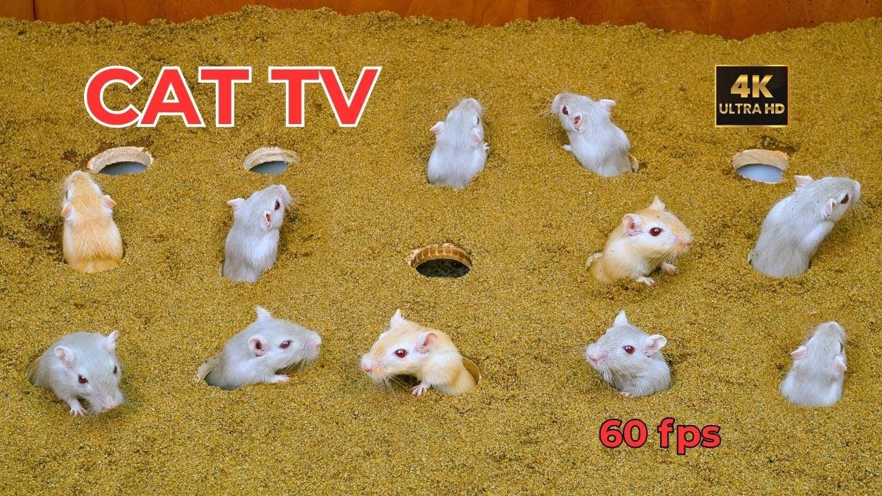 Cat TV 🐾 Mouse Playing Hide and Seek for 10 Hours | Ultimate Cat Entertainment 4K
