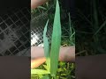 Bẫy Chuột đồng Bẫy Rắn Kết Quả Bất Ngờ Phần 2