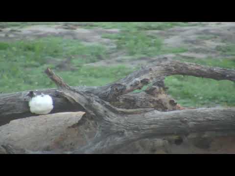 Djuma: Nests from Gray foam-nest tree frogs at Vuyatela Pan - 05:20 - 01/05/19