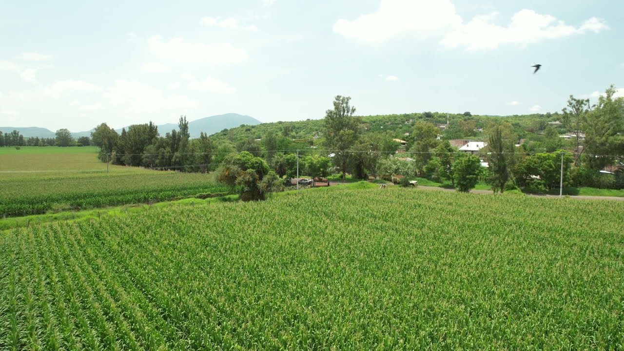 Es una parcela de maíz en La Esperanza municipio de Chavinda Michoacán en Panorámica aérea