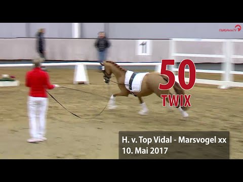 50 Twix Hengst v. Top Vidal - Marsvogel xx