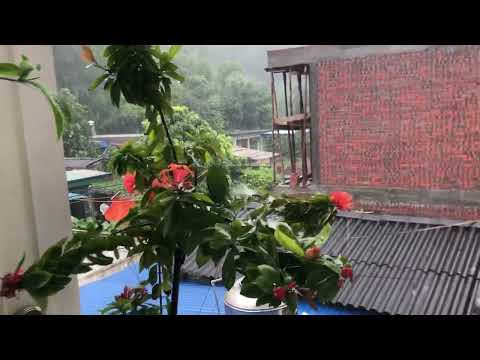 Cây cảnh trong mưa | nhìn nhà đổ mái gặp trời mưa và cái kết