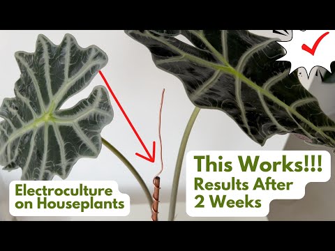 Amazing Results after 2 Weeks | Electroculture for Houseplants Update; THIS WORKS!